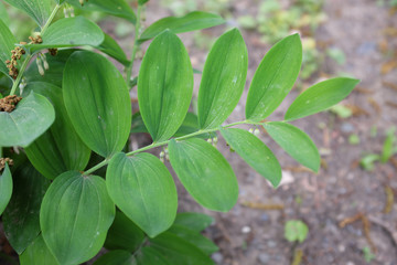 Polygonatum odoratum (Asparagaceae), outdoor plants 2020