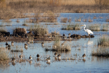 Biodiversity in a wetland.