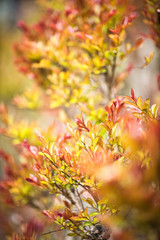 Rote Blätter eines Busches im weichen Gegenlicht