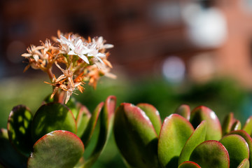 white flower on green