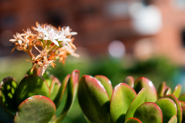 white flower on green