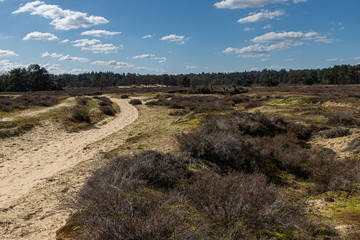 Dutch desert in Oisterwijk