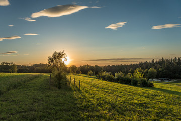 Obraz premium Einzelner Baum bei Sonnenuntergang