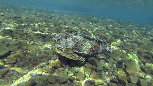 Slow motion, Reef Stonefish (Synanceia verrucosa) slowly swims over stony bottom on shallow water. Red Sea, Egypt