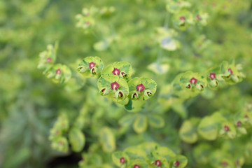 Obraz na płótnie Canvas Euphorbia martinii (Ascot Rainbow), outdoor plants 2020