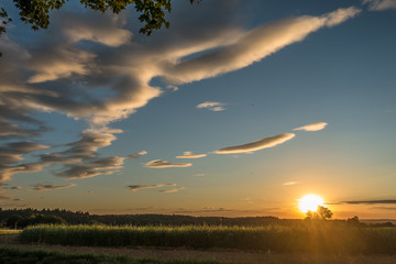 Einzelner Baum bei Sonnenuntergang