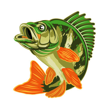 Eurasian River Yellow Perch Fish.Bass Fishing Logo Isolated on White Background. Vector Illustration.