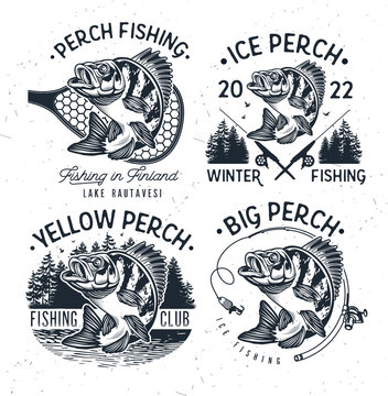 Eurasian River Perch Fish.Yellow Perch Fishing Club Emblem. Bass Fishing Logo Isolated on White Background. Vector Illustration.