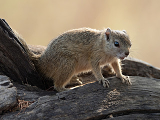 Naklejka na ściany i meble Wildlife photo of a ground squirrel sitting on a dead tree in the morning sun, Botswana
