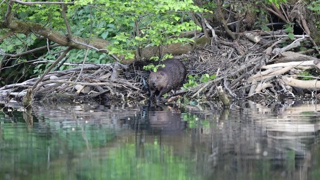Ein Biber sitzt auf seiner Burg und taucht dann ins Wasser