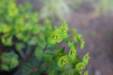 Euphorbia amygdaloides (Purpurea), outdoor plants 2020