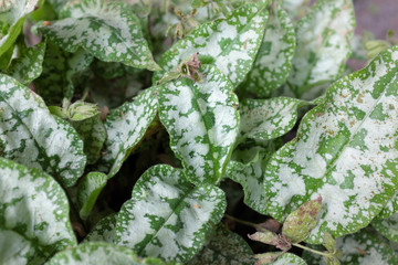 Pulmonaria longifolia (Diana Clare), outdoor plants 2020