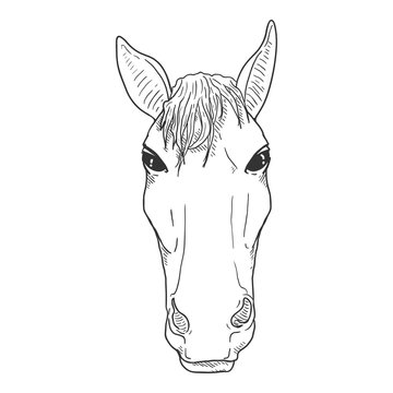 Vector Sketch Horse Head.