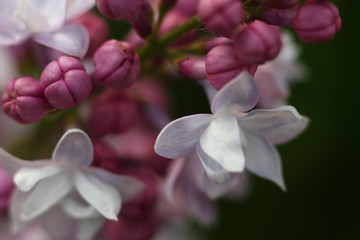 Fototapeta premium blooming lilac buds close up in natural conditions