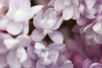 blooming lilac buds close up in natural conditions