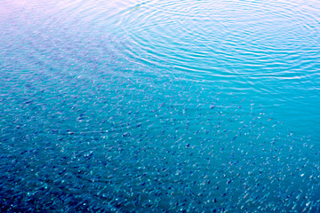 small fish flock top view above water surface
