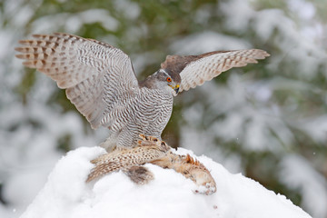 Winter wildlife, bird of prey with catch in snow. Animal behaviour in the forest. Bird of prey Goshawk with killed pheasant in the grass in green forest. Wildlife scene from nature, Germany.