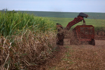 machines working on harvesting sugar cane