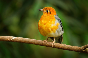 Orange-headed thrush, Zoothera citrina, orange and black songbird. Bird sitting on tree branch, China. Rare bird in nature habitat. Wildlife scene from Asia. Animasl in the habitat.