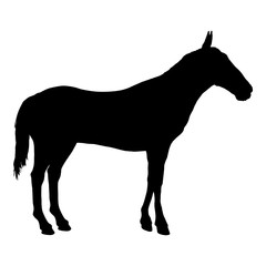 Obraz premium Vector Silhouette of Horse