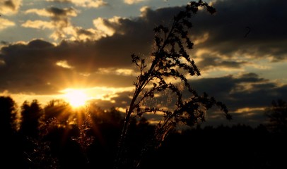 Zachód słońca a przed nim roślina w Polsce