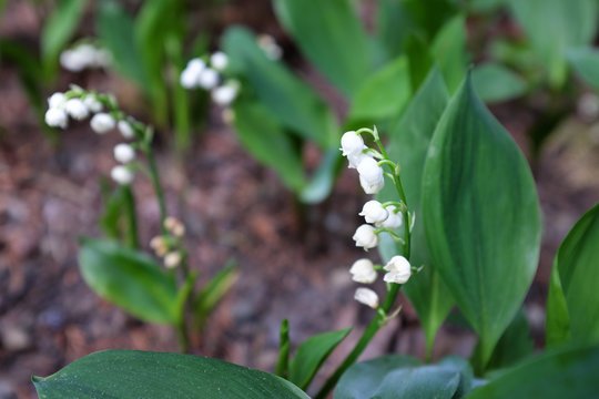 Convalaria majalis L. (Liliaceae), outdoor plants 2020