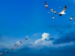 Seagull flying over clear blue sunny sky. Birds flying over clear blue sunny sky