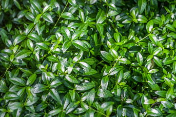 Obraz premium Abstract green leaves. Background from plant texture