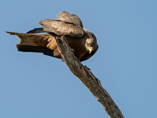 Closeup of a Yellow-billed Kite (Milvus aegyptius) perched on top of a dead tree, Namibia