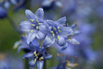 Bluebells in flower