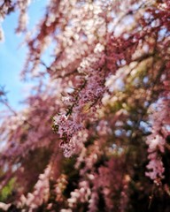 pink cherry blossom