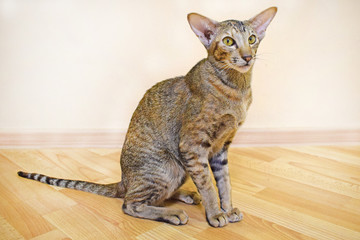 Gray-brown striped oriental cat with light yellow-green eyes sits on a beige floor. Photo of...