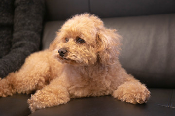 ソファでくつろぐトイプードル　愛犬　ペット