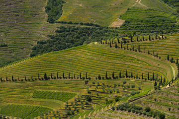 Fototapeta na wymiar Shapes and springtime colors in Alto Douro vineyards. Alto Douro Vinhateiro - UNESCO World Heritage