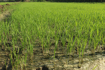 Obraz premium Paddy seeds sown in beds in a field. selective focus in image, blur background. Plant of paddy ready to plantation.