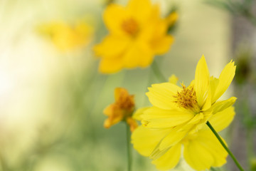 Yellow flowers cosmos bloom beautifully to the morning light.
