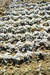 Salt soil crust caused by the leaching