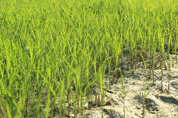 Paddy seeds sown in beds in a field. selective focus in image, blur background. Plant of paddy ready to plantation.