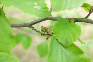 Hamamelis mollis OLIV. (Hamamelidaceae), outdoor plants 2020