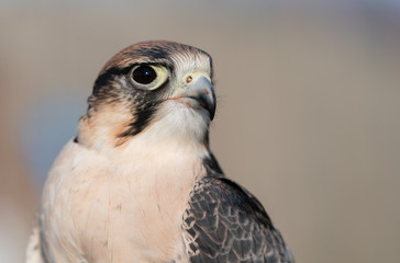 Perched bird of prey starring directly at camera