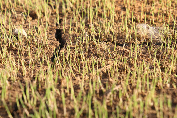 Paddy seeds sown in beds in a field. selective focus in image, blur background. Plant of paddy ready to plantation.
