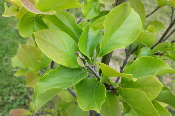 Magnolia soulangeana BOD. (Magnoliaceae), outdoor plants 2020