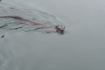 Otter Swim
