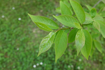 Diospyros virginiana L. (Ebenaceae), outdoor plants 2020