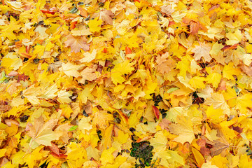 Naklejka na ściany i meble Fallen yellow maple leaves in the Park, texture, autumn concept