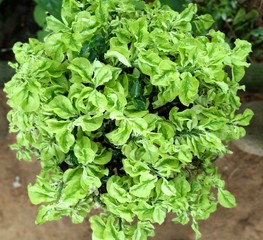 A beautiful non-flowering bush.