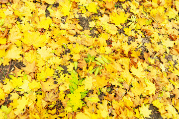 Fallen yellow maple leaves in the Park, texture, autumn concept