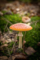 Zoomland Bergen Op Zoom