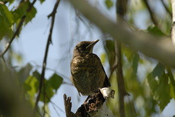 portrait of young blackbird on a branch