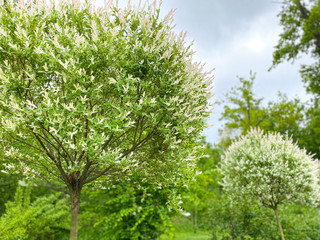 Trees and shrubs with white flowers in a spring garden. Free space.Defocus light background.